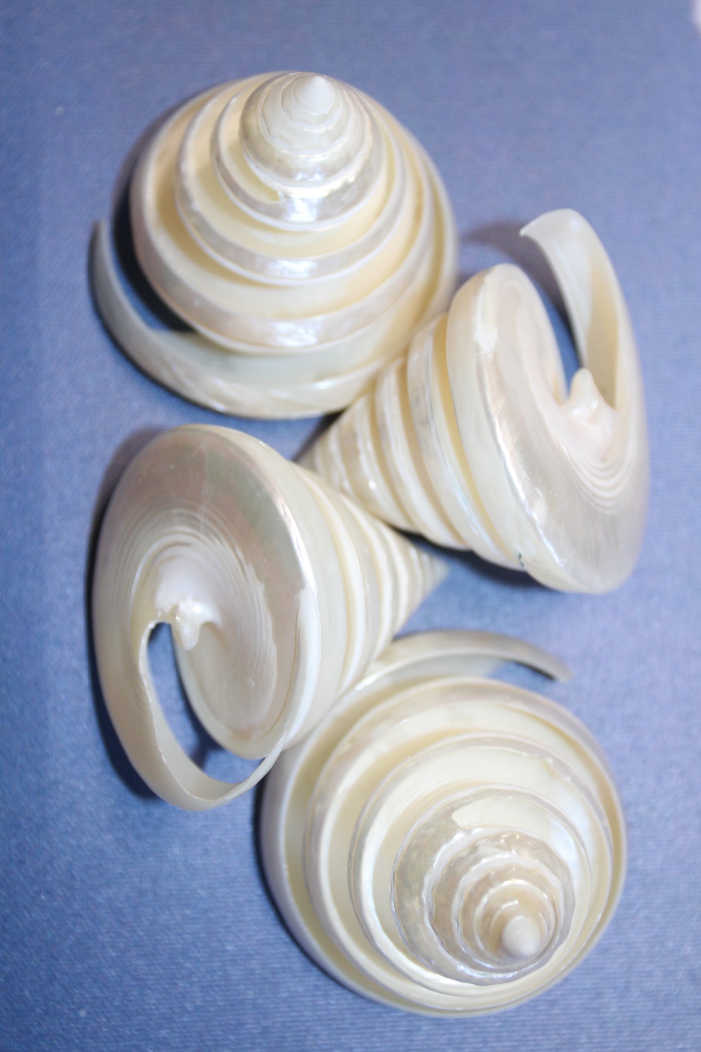 COLLECTIBLE SEASHELLS, TECTUS PYRAMIS Spiral Cut Shells, Beach Decor, Nautical Decor, Beach Art, Shelf Display CS-84