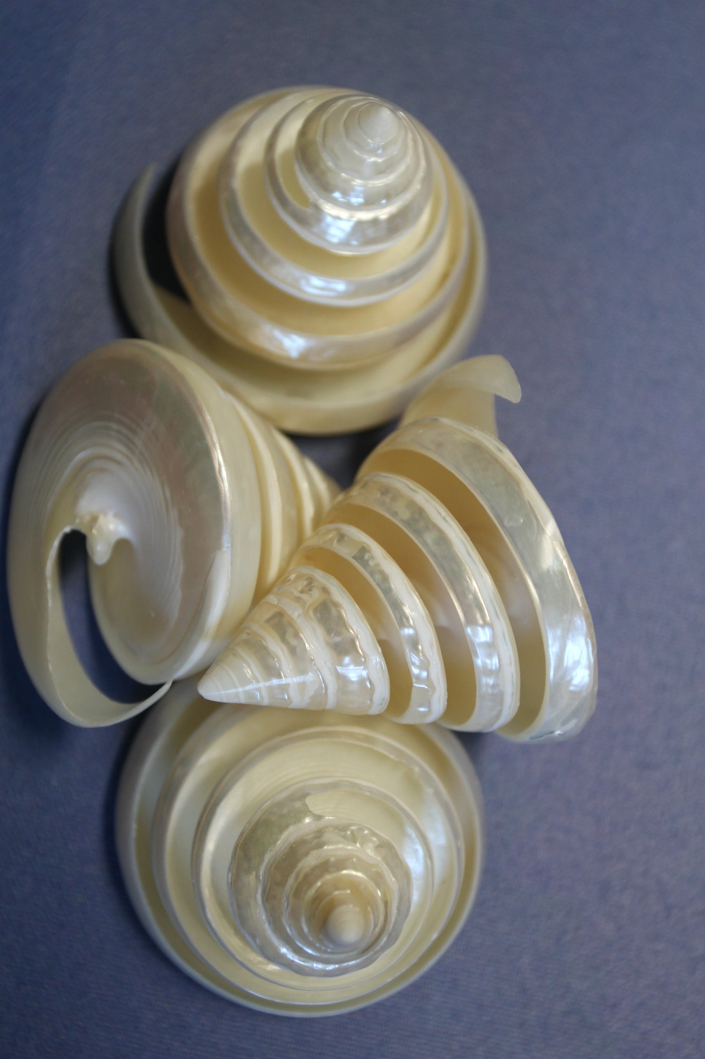 COLLECTIBLE SEASHELLS, TECTUS PYRAMIS Spiral Cut Shells, Beach Decor, Nautical Decor, Beach Art, Shelf Display CS-84