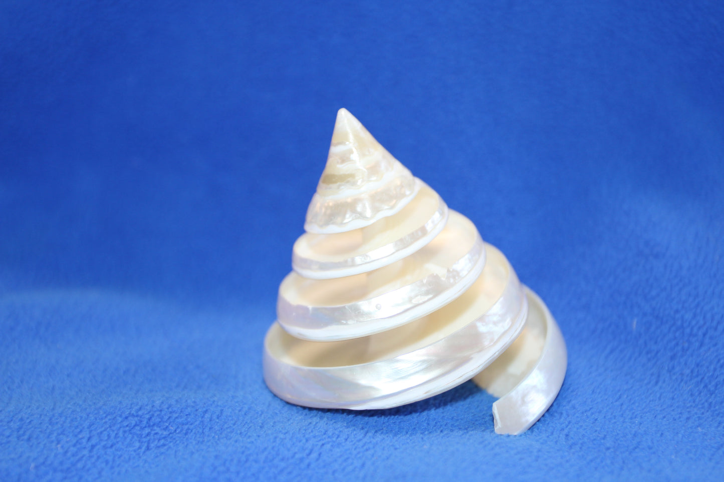 COLLECTIBLE SEASHELLS, TECTUS PYRAMIS Spiral Cut Shells, Beach Decor, Nautical Decor, Beach Art, Shelf Display CS-84