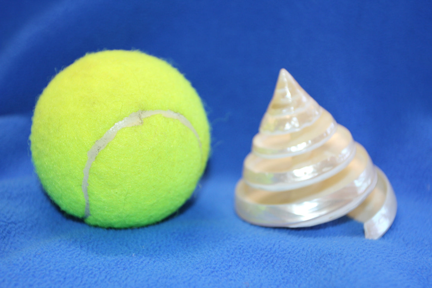 COLLECTIBLE SEASHELLS, TECTUS PYRAMIS Spiral Cut Shells, Beach Decor, Nautical Decor, Beach Art, Shelf Display CS-84