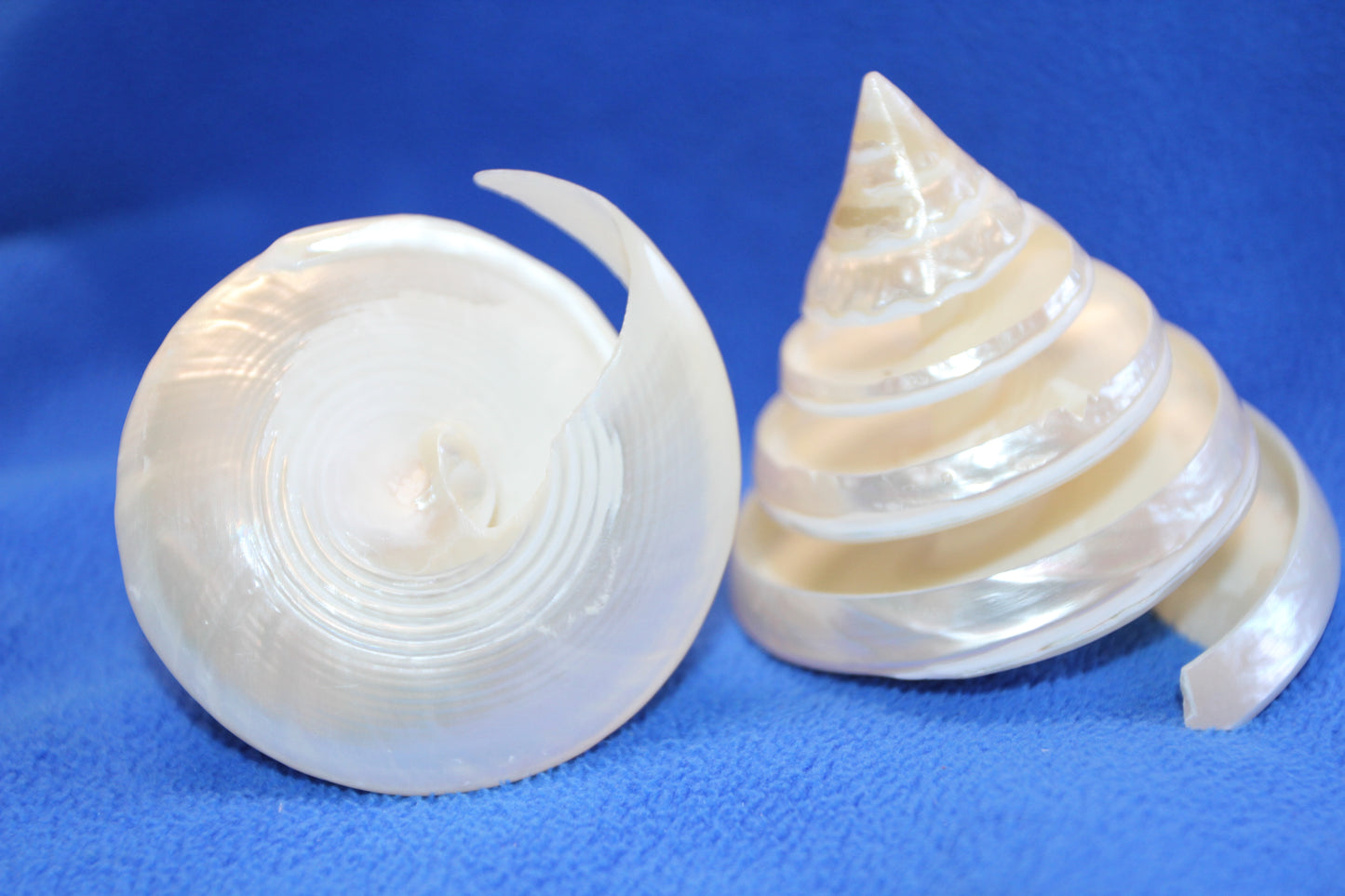 COLLECTIBLE SEASHELLS, TECTUS PYRAMIS Spiral Cut Shells, Beach Decor, Nautical Decor, Beach Art, Shelf Display CS-84