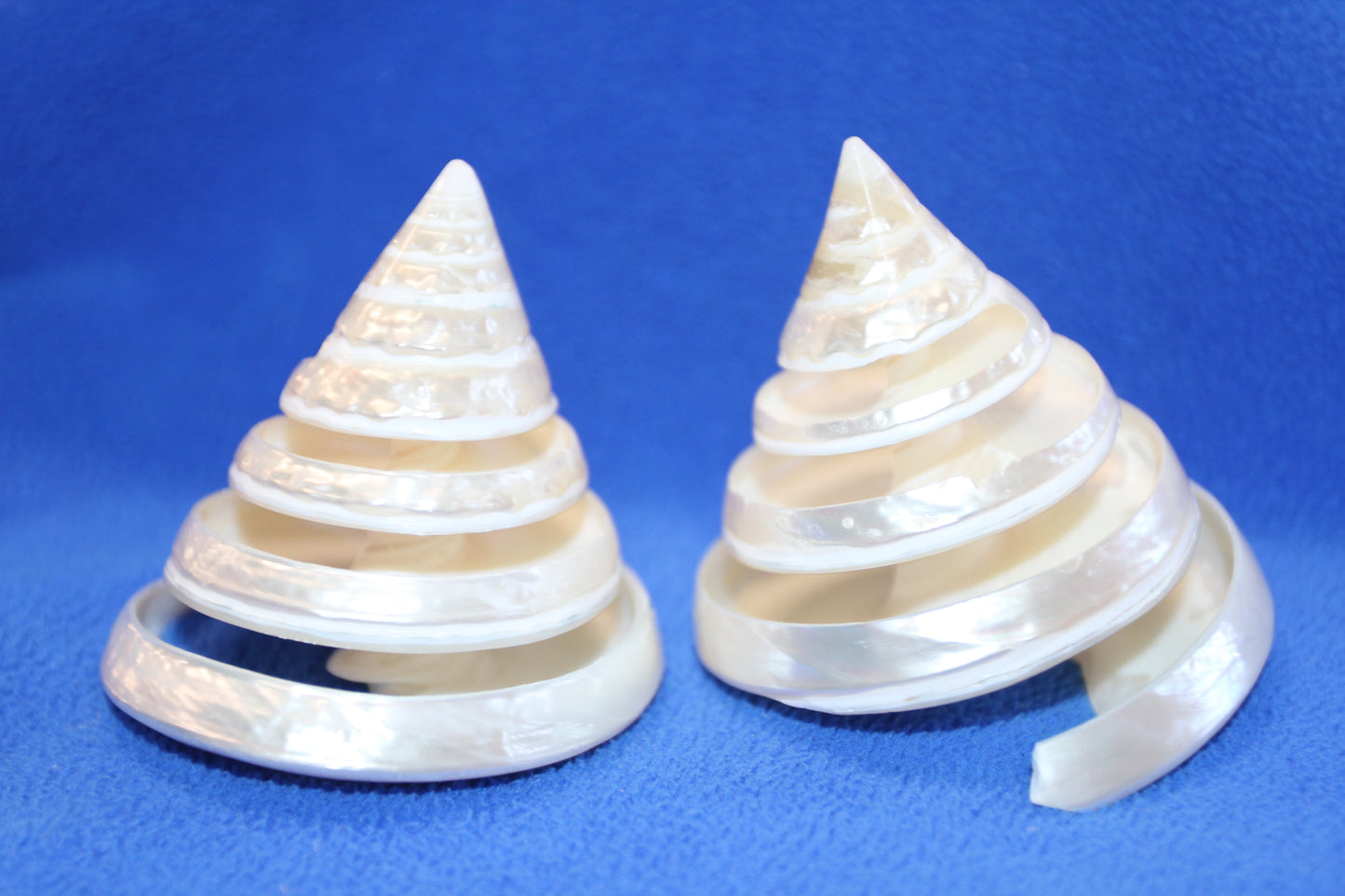 COLLECTIBLE SEASHELLS, TECTUS PYRAMIS Spiral Cut Shells, Beach Decor, Nautical Decor, Beach Art, Shelf Display CS-84