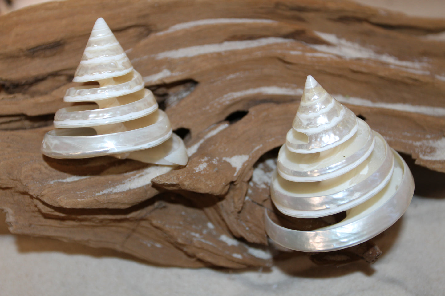 COLLECTIBLE SEASHELLS, TECTUS PYRAMIS Spiral Cut Shells, Beach Decor, Nautical Decor, Beach Art, Shelf Display CS-84