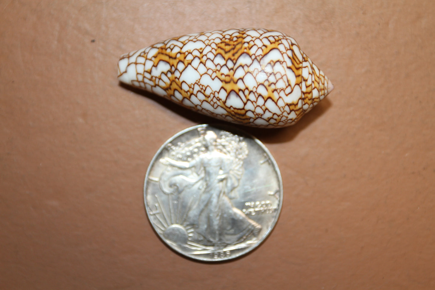 SEASHELLS, TEXTILE CONUS, Craft Supply, Coastal Ocean Decor, Beach Art, Mothers Day Gift, Shell Craft, SS-379