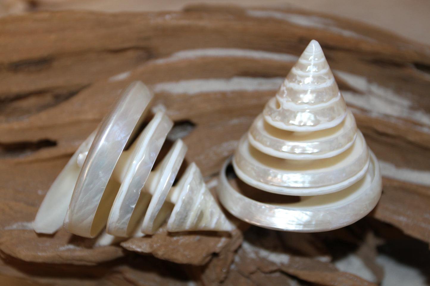 COLLECTIBLE SEASHELLS, TECTUS PYRAMIS Spiral Cut Shells, Beach Decor, Nautical Decor, Beach Art, Shelf Display CS-84