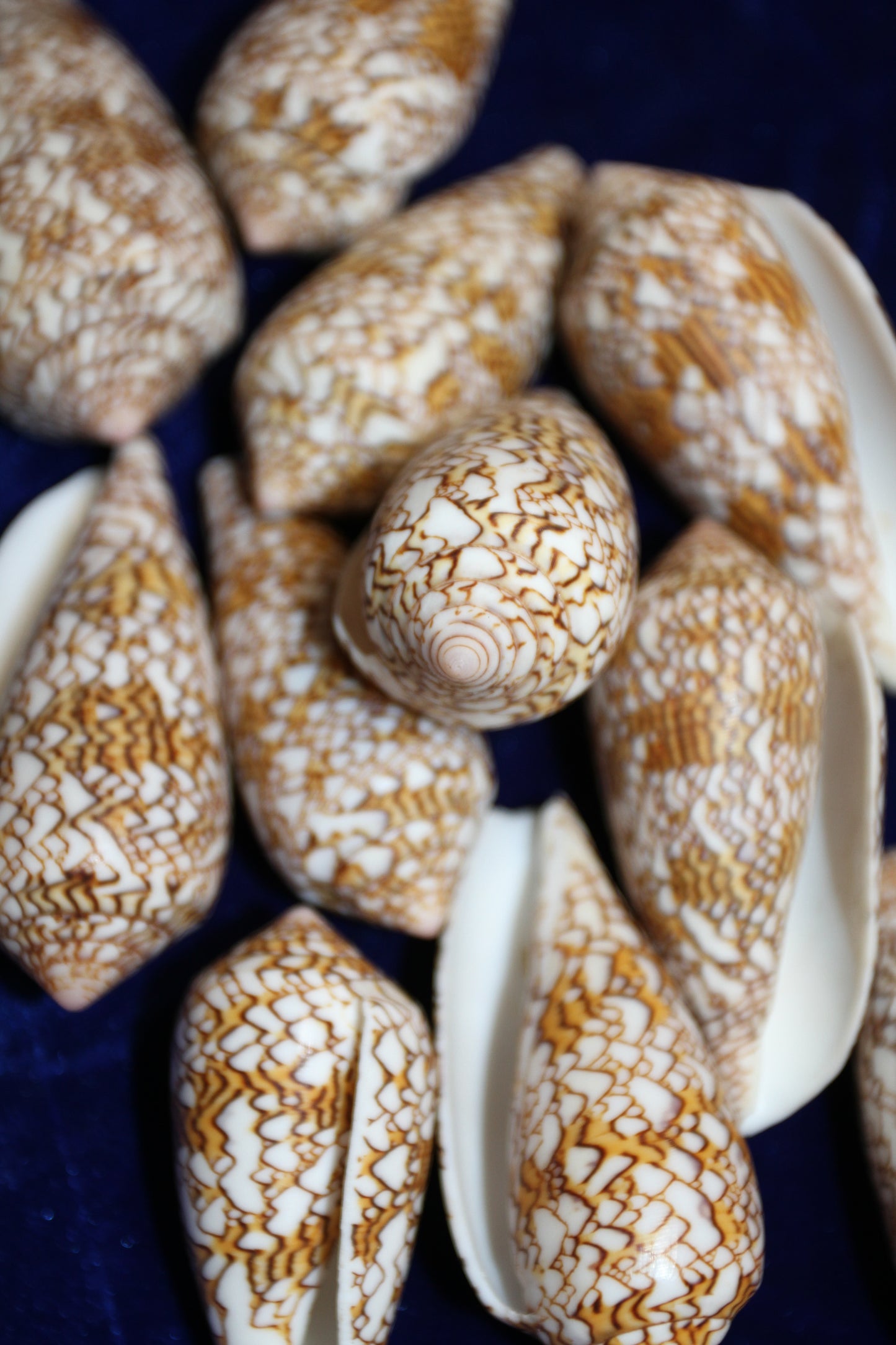SEASHELLS, TEXTILE CONUS, Craft Supply, Coastal Ocean Decor, Beach Art, Mothers Day Gift, Shell Craft, SS-379