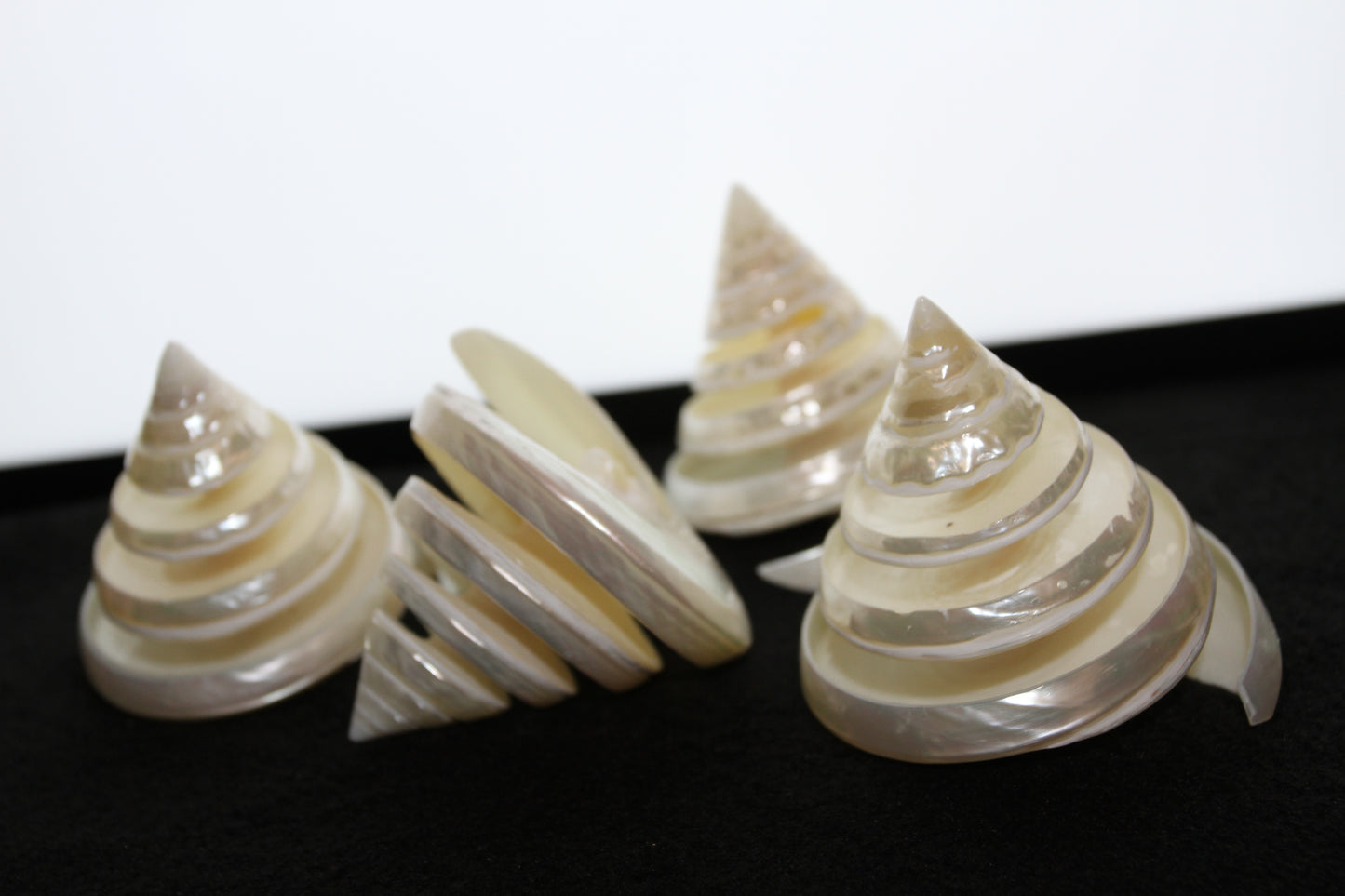COLLECTIBLE SEASHELLS, TECTUS PYRAMIS Spiral Cut Shells, Beach Decor, Nautical Decor, Beach Art, Shelf Display CS-84