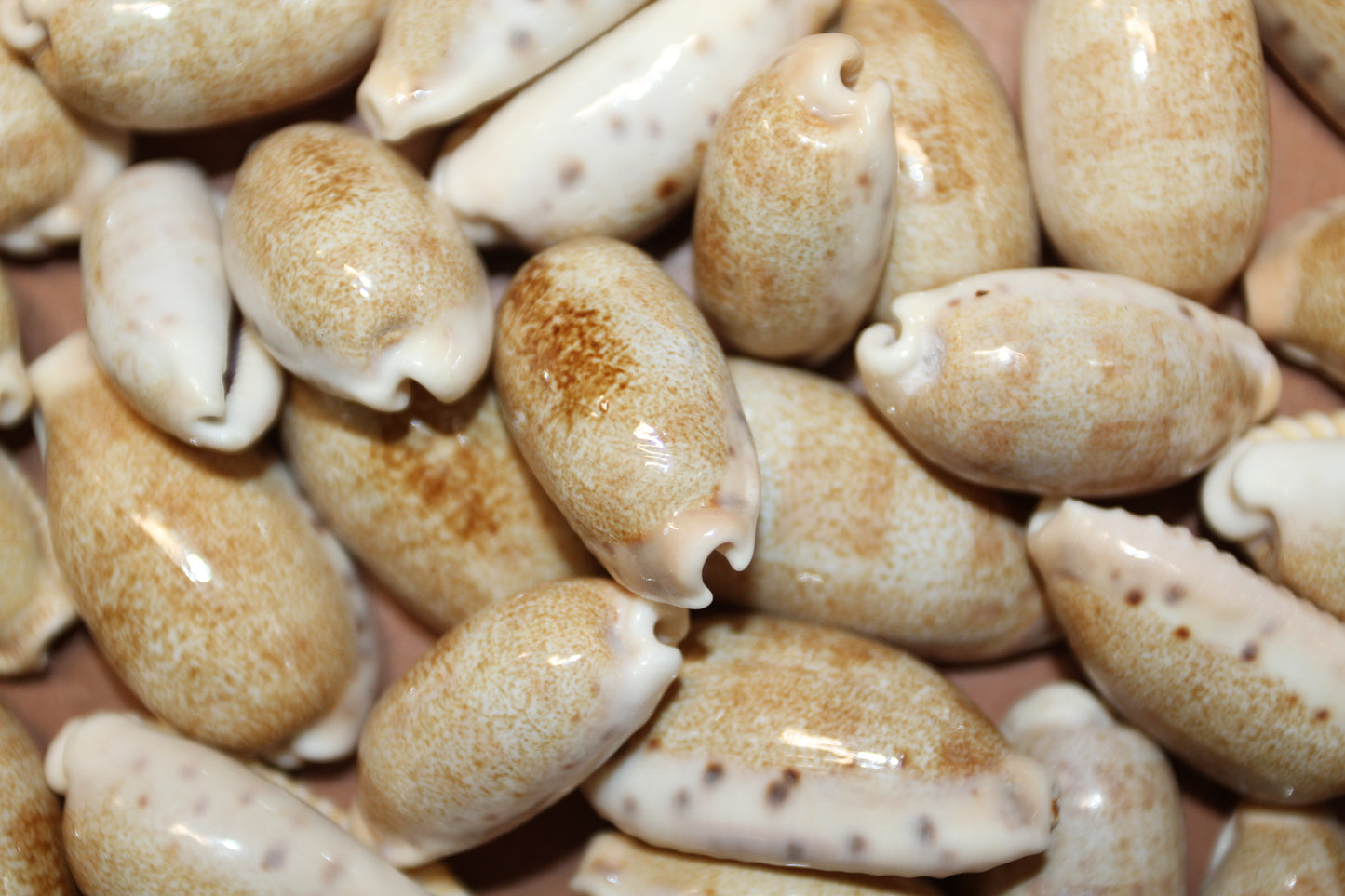 SS-14, 25-CYPRAEA CAURIA Craft Seashells,Sailors Valentines,Wedding Decor,Mosaics,All Occasion Gifts,Seashell Flowers, SS-14