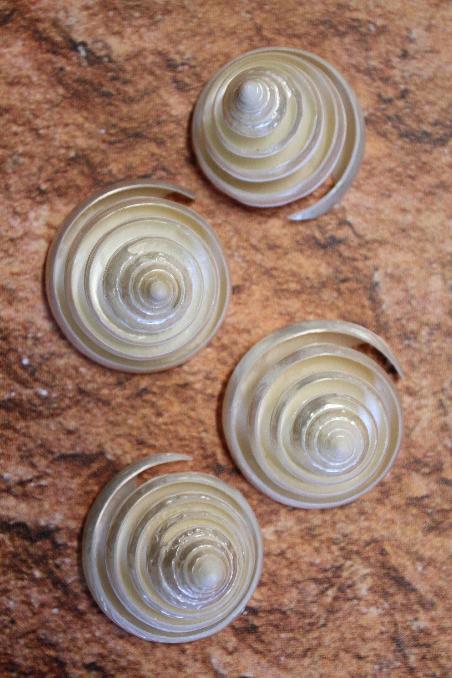 COLLECTIBLE SEASHELLS, TECTUS PYRAMIS Spiral Cut Shells, Beach Decor, Nautical Decor, Beach Art, Shelf Display CS-84
