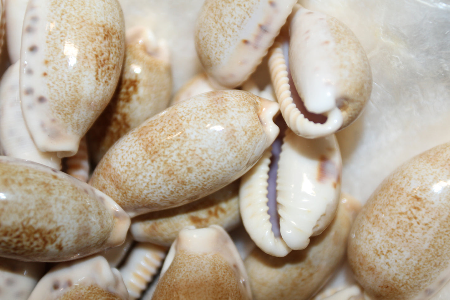 SS-14, 25-CYPRAEA CAURIA Craft Seashells,Sailors Valentines,Wedding Decor,Mosaics,All Occasion Gifts,Seashell Flowers, SS-14