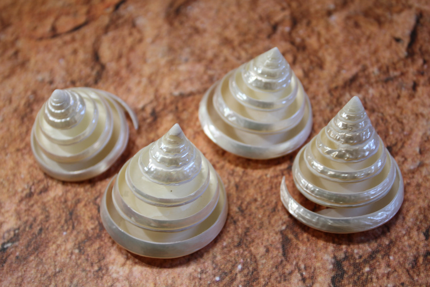 COLLECTIBLE SEASHELLS, TECTUS PYRAMIS Spiral Cut Shells, Beach Decor, Nautical Decor, Beach Art, Shelf Display CS-84