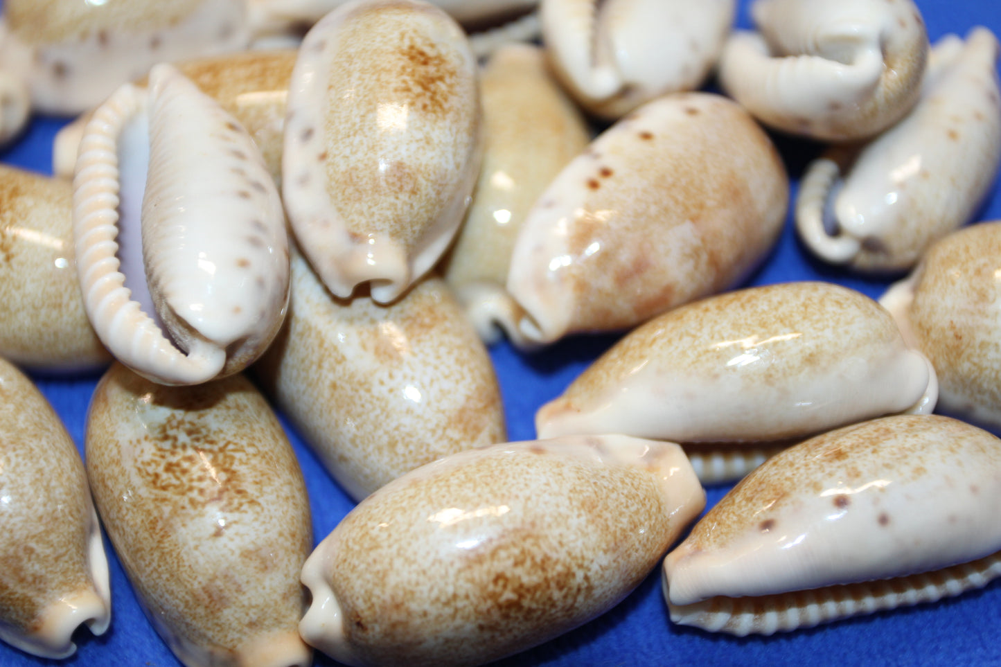 SS-14, 25-CYPRAEA CAURIA Craft Seashells,Sailors Valentines,Wedding Decor,Mosaics,All Occasion Gifts,Seashell Flowers, SS-14
