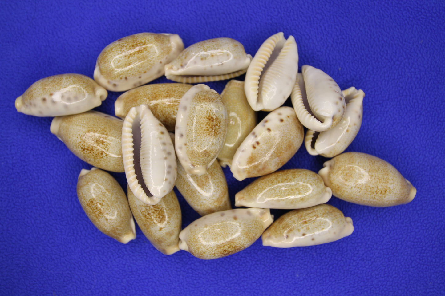SS-14, 25-CYPRAEA CAURIA Craft Seashells,Sailors Valentines,Wedding Decor,Mosaics,All Occasion Gifts,Seashell Flowers, SS-14