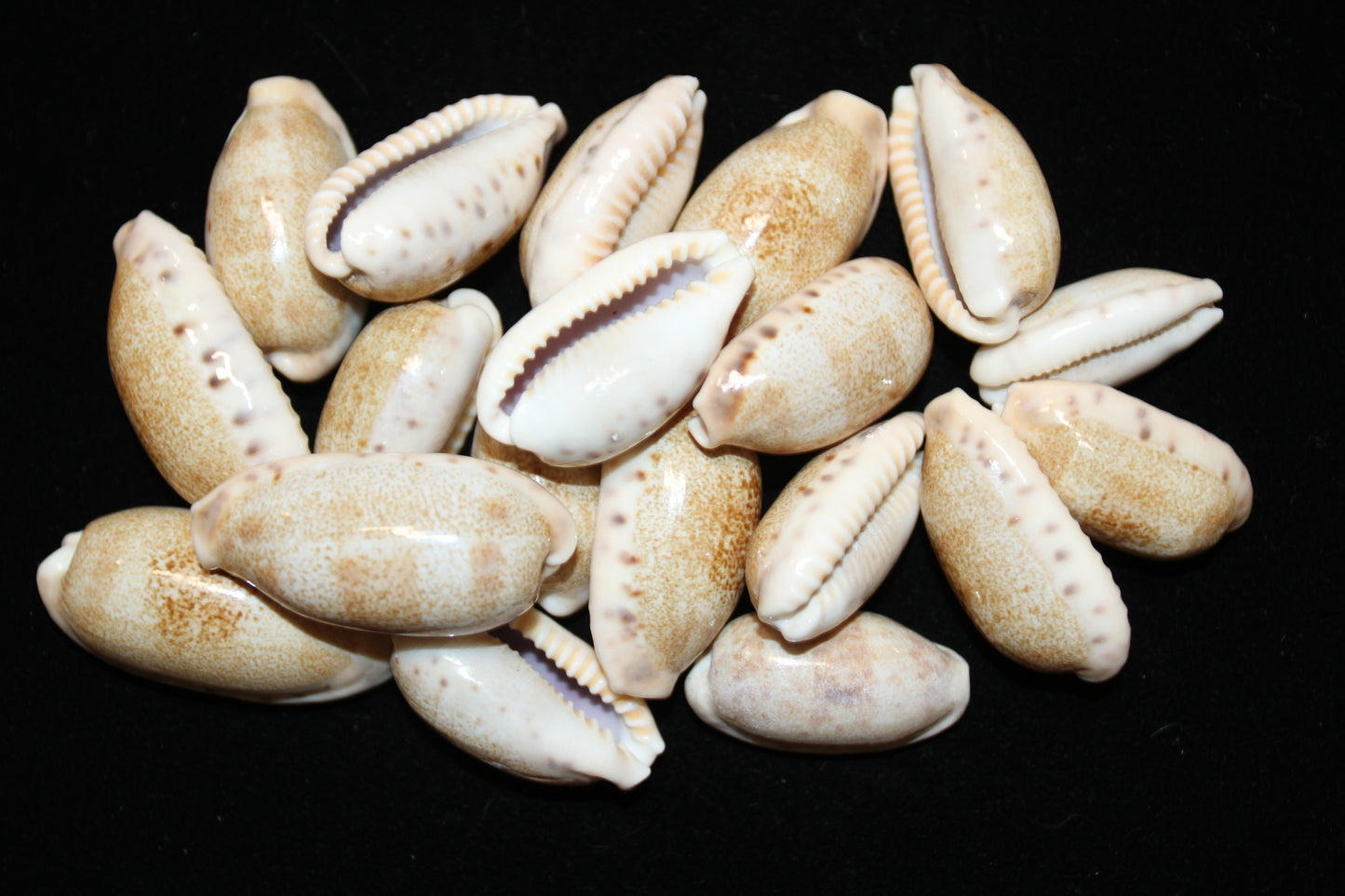 SS-14, 25-CYPRAEA CAURIA Craft Seashells,Sailors Valentines,Wedding Decor,Mosaics,All Occasion Gifts,Seashell Flowers, SS-14