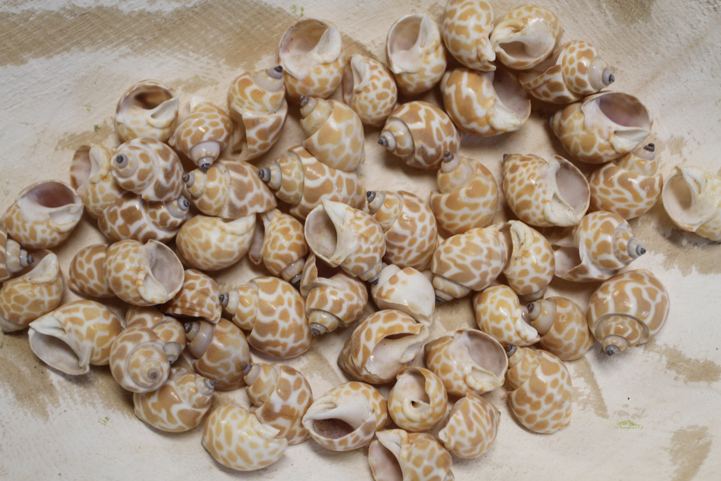 SEASHELLS, 1 Pound of BABYLONIA Seashells,Sailors Valentines,Coastal Decor,All Occasion Gifts,Beading Crafts,Mosaics,Jewelry Supply,SS-112