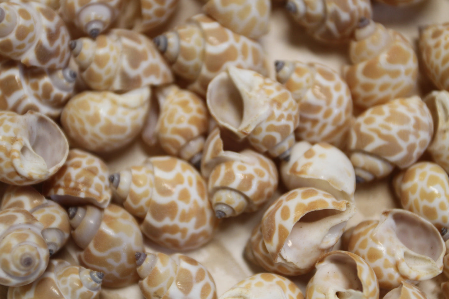SEASHELLS, 1 Pound of BABYLONIA Seashells,Sailors Valentines,Coastal Decor,All Occasion Gifts,Beading Crafts,Mosaics,Jewelry Supply,SS-112