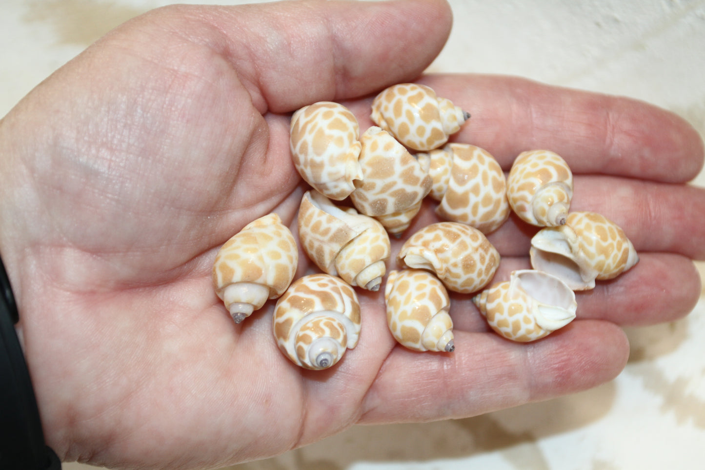 SEASHELLS, 1 Pound of BABYLONIA Seashells,Sailors Valentines,Coastal Decor,All Occasion Gifts,Beading Crafts,Mosaics,Jewelry Supply,SS-112