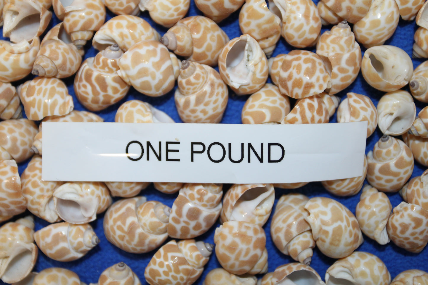 SEASHELLS, 1 Pound of BABYLONIA Seashells,Sailors Valentines,Coastal Decor,All Occasion Gifts,Beading Crafts,Mosaics,Jewelry Supply,SS-112