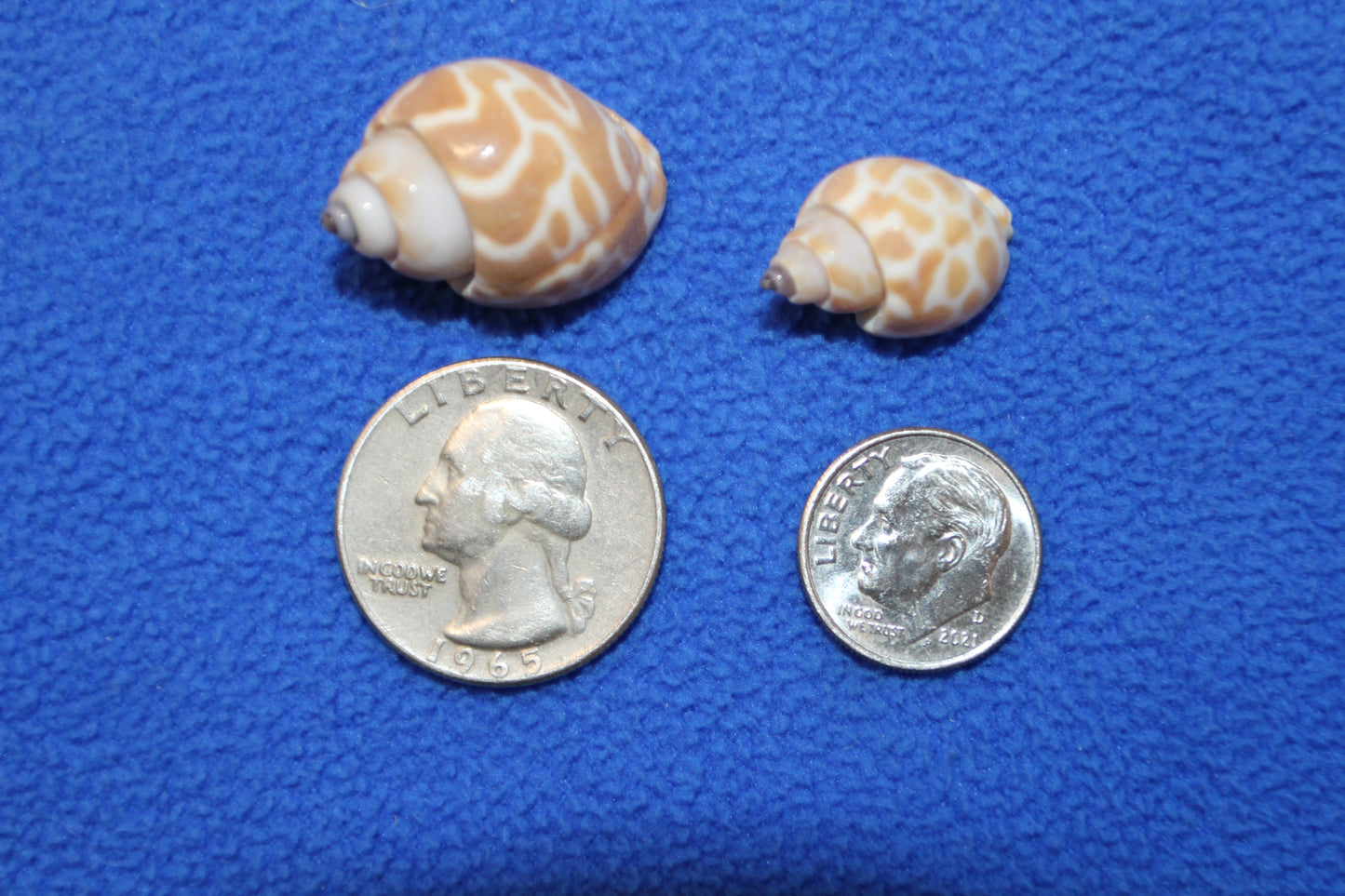 SEASHELLS, 1 Pound of BABYLONIA Seashells,Sailors Valentines,Coastal Decor,All Occasion Gifts,Beading Crafts,Mosaics,Jewelry Supply,SS-112