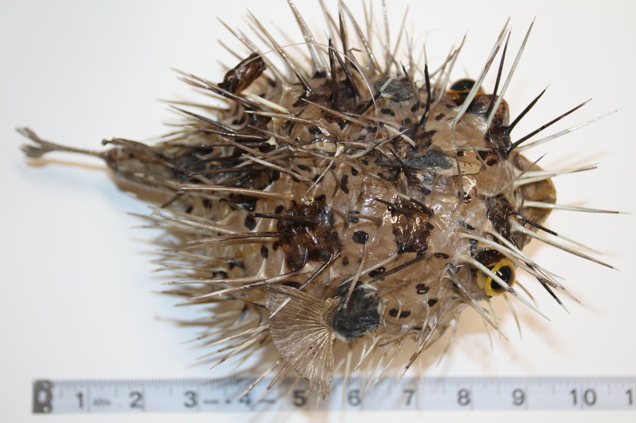 Porcupine Fish with realistic eyes!  9"-10" taxidermy fish, Great gift, teacher's aid and more! Ships Free! BH-PE10