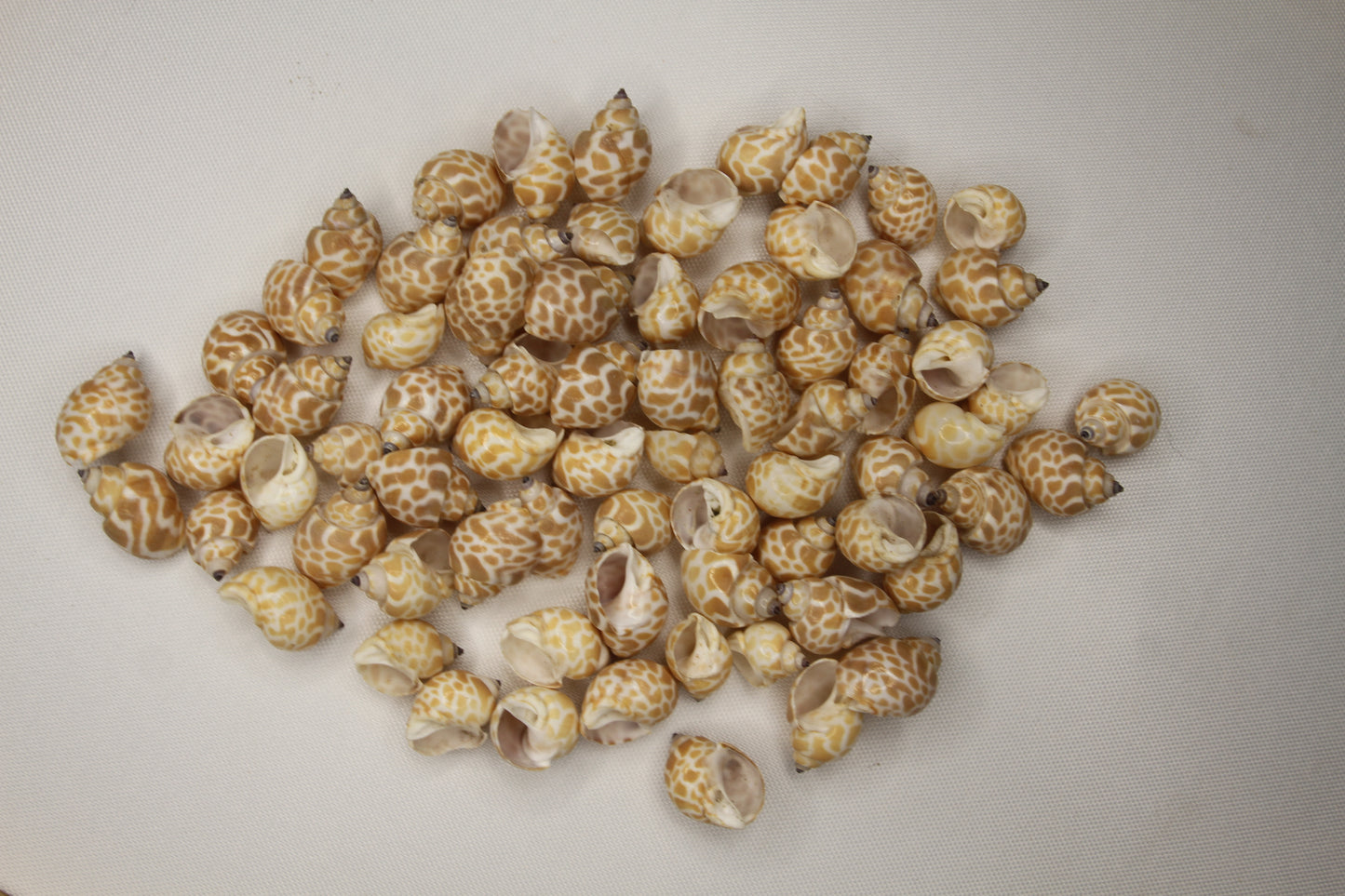SEASHELLS, 1 Pound of BABYLONIA Seashells,Sailors Valentines,Coastal Decor,All Occasion Gifts,Beading Crafts,Mosaics,Jewelry Supply,SS-112