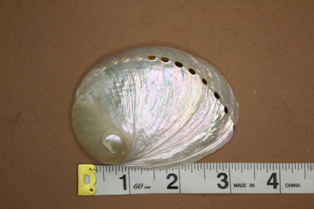 Haliotis ovina, A Polished Abalone Shell, Large, Pearl Appearance (Pack of 5 to 25) - Beautiful Shell Crafting and Collectors Piece. SS-245