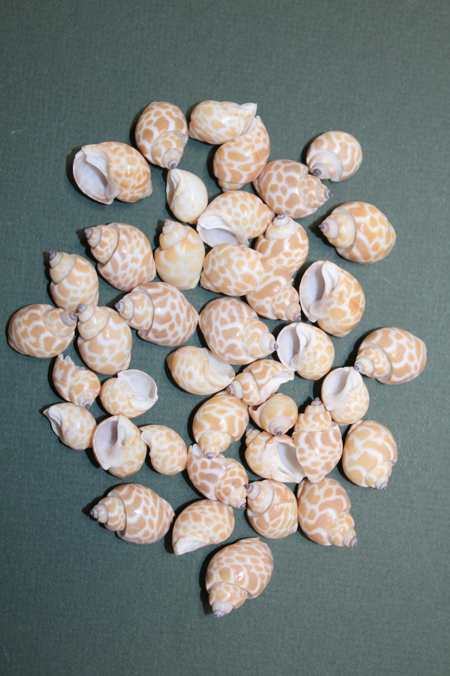 SEASHELLS, 1 Pound of BABYLONIA Seashells,Sailors Valentines,Coastal Decor,All Occasion Gifts,Beading Crafts,Mosaics,Jewelry Supply,SS-112