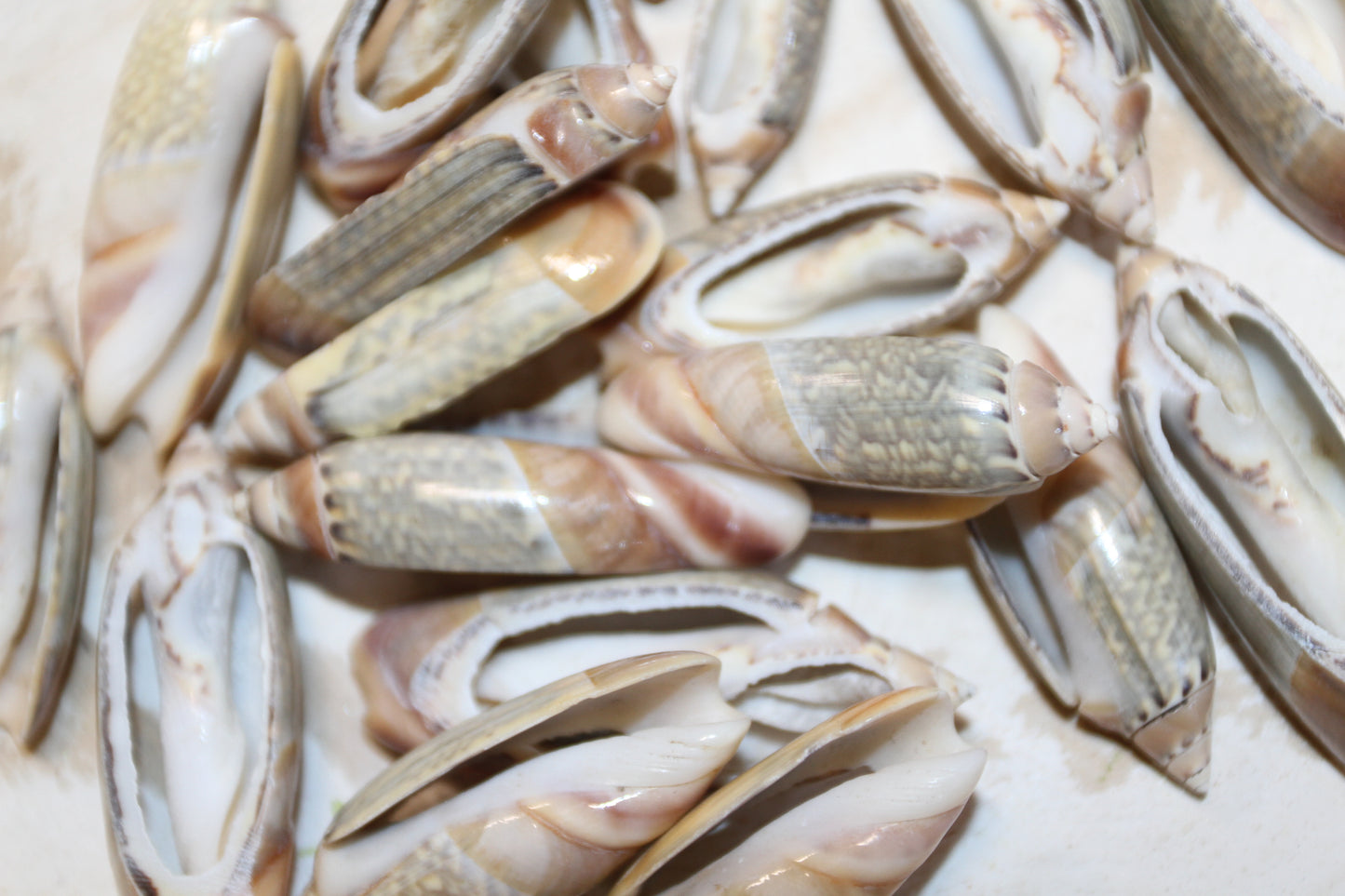 GREY ANCILL Olive,Sliced Seashell,Seashell Jewelry Supply,Beach Art,Sailors Valentines,Bath Decor,CS-22