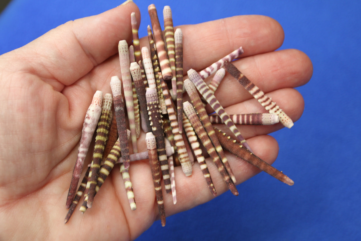 100-TIGER SEA URCHIN Spines,Sailor Valentines,Sea Life,All Occasion Gifts,Beach Art, SS-116
