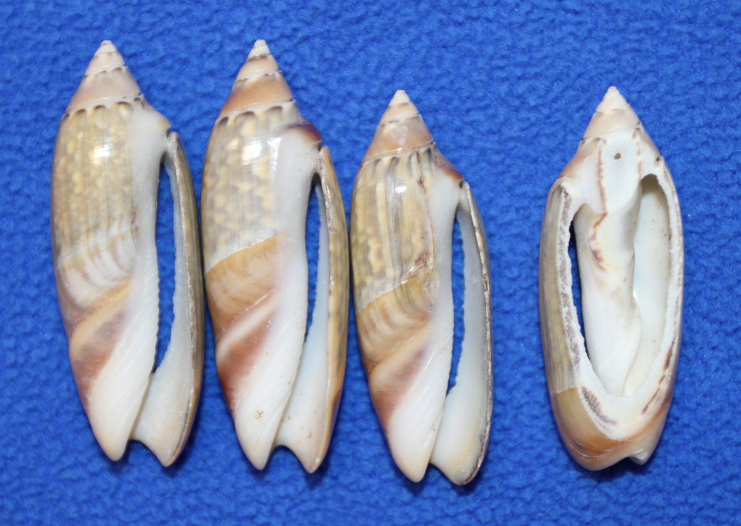 GREY ANCILL Olive,Sliced Seashell,Seashell Jewelry Supply,Beach Art,Sailors Valentines,Bath Decor,CS-22