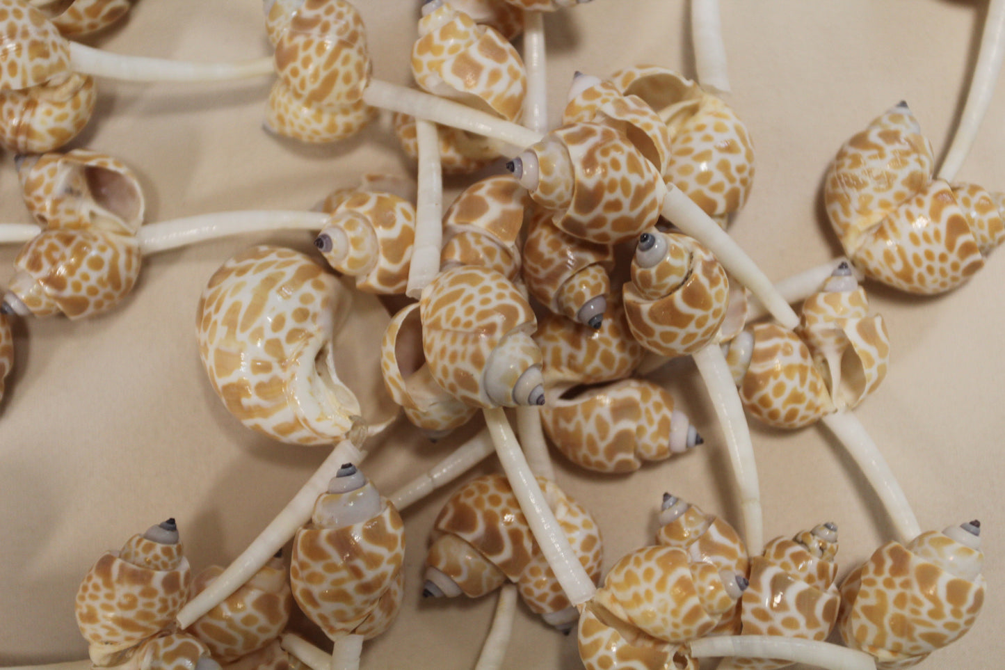 SEASHELL GARLANDS, 6 Feet Long, Christmas Garland, Beach Wedding Decor, Framing Strnds, GS-WLL