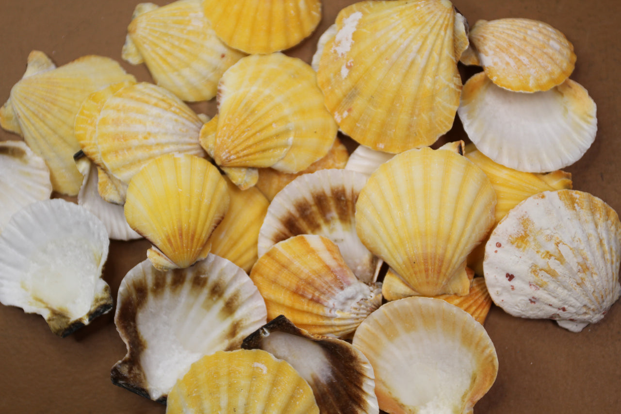 Pecten vexillium, (1 or 2 LB Pack) orange seashell for shell crafting, jewelry making, gifts, Souvenirs and more!
