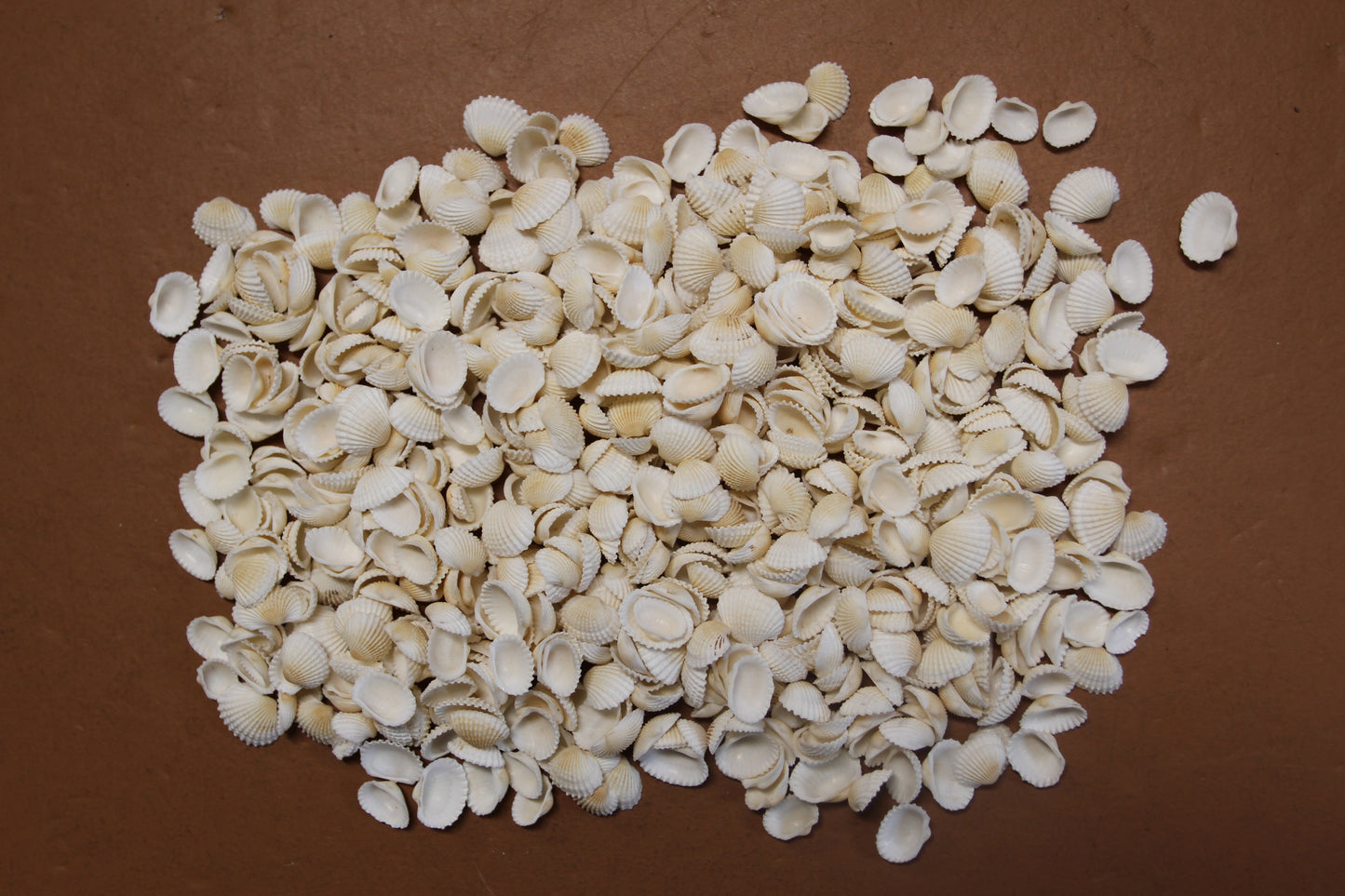 ANDARA ARKS, Small White Seashells, Florist Supplies, Beach Decor, Mosaic Crafts, Scrap Booking Supply, Sailors Valintines, SS-454