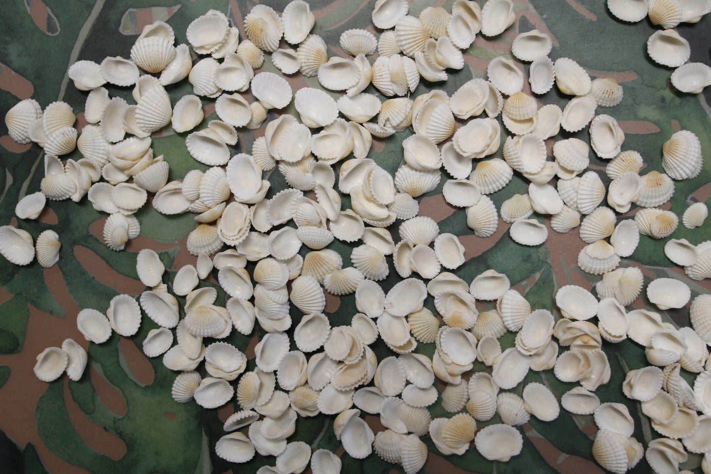 ANDARA ARKS, Small White Seashells, Florist Supplies, Beach Decor, Mosaic Crafts, Scrap Booking Supply, Sailors Valintines, SS-454