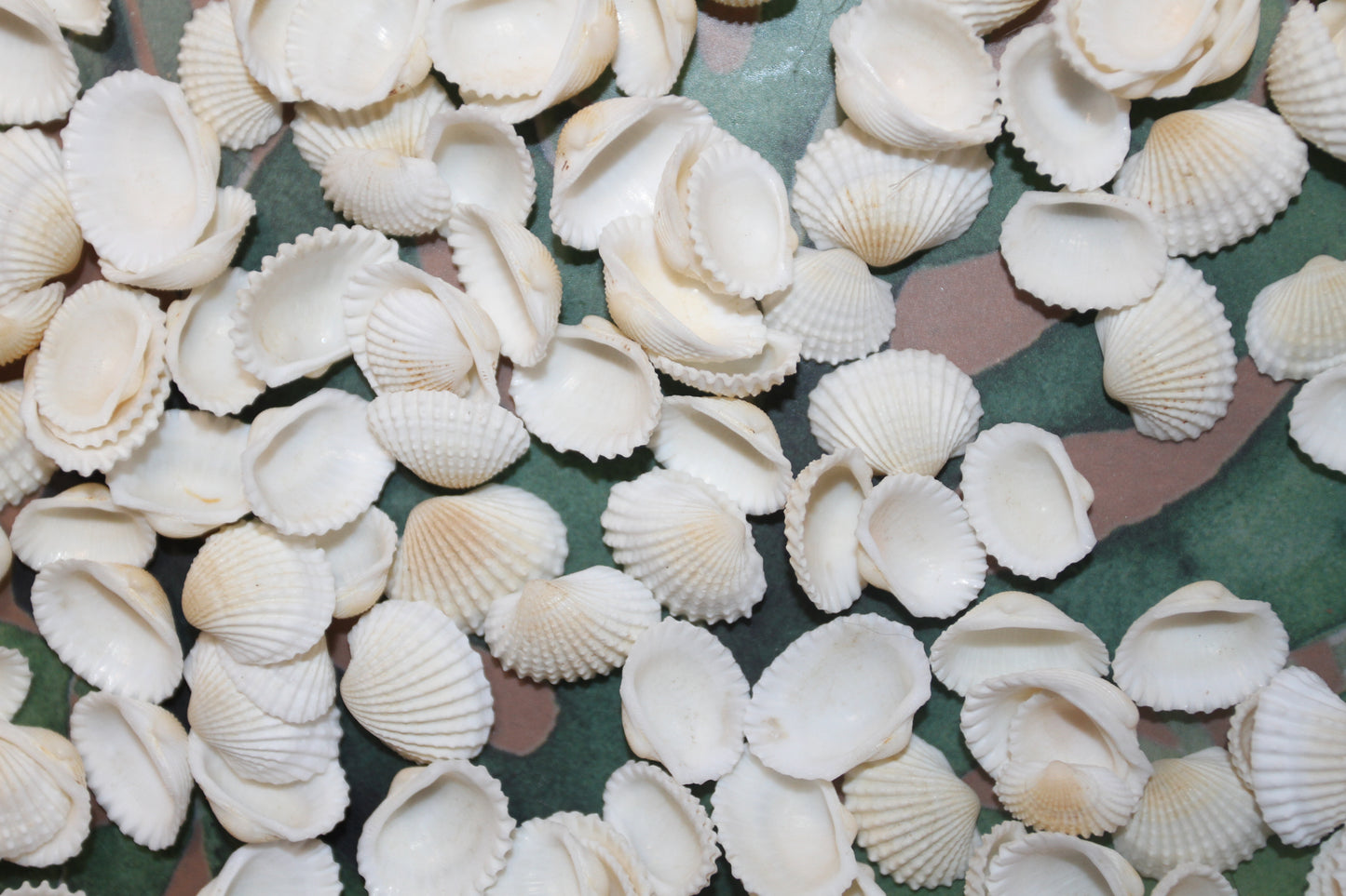 ANDARA ARKS, Small White Seashells, Florist Supplies, Beach Decor, Mosaic Crafts, Scrap Booking Supply, Sailors Valintines, SS-454