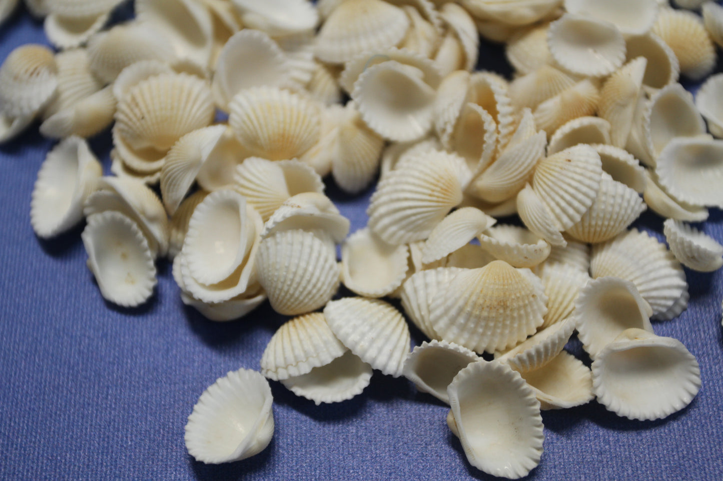 ANDARA ARKS, Small White Seashells, Florist Supplies, Beach Decor, Mosaic Crafts, Scrap Booking Supply, Sailors Valintines, SS-454
