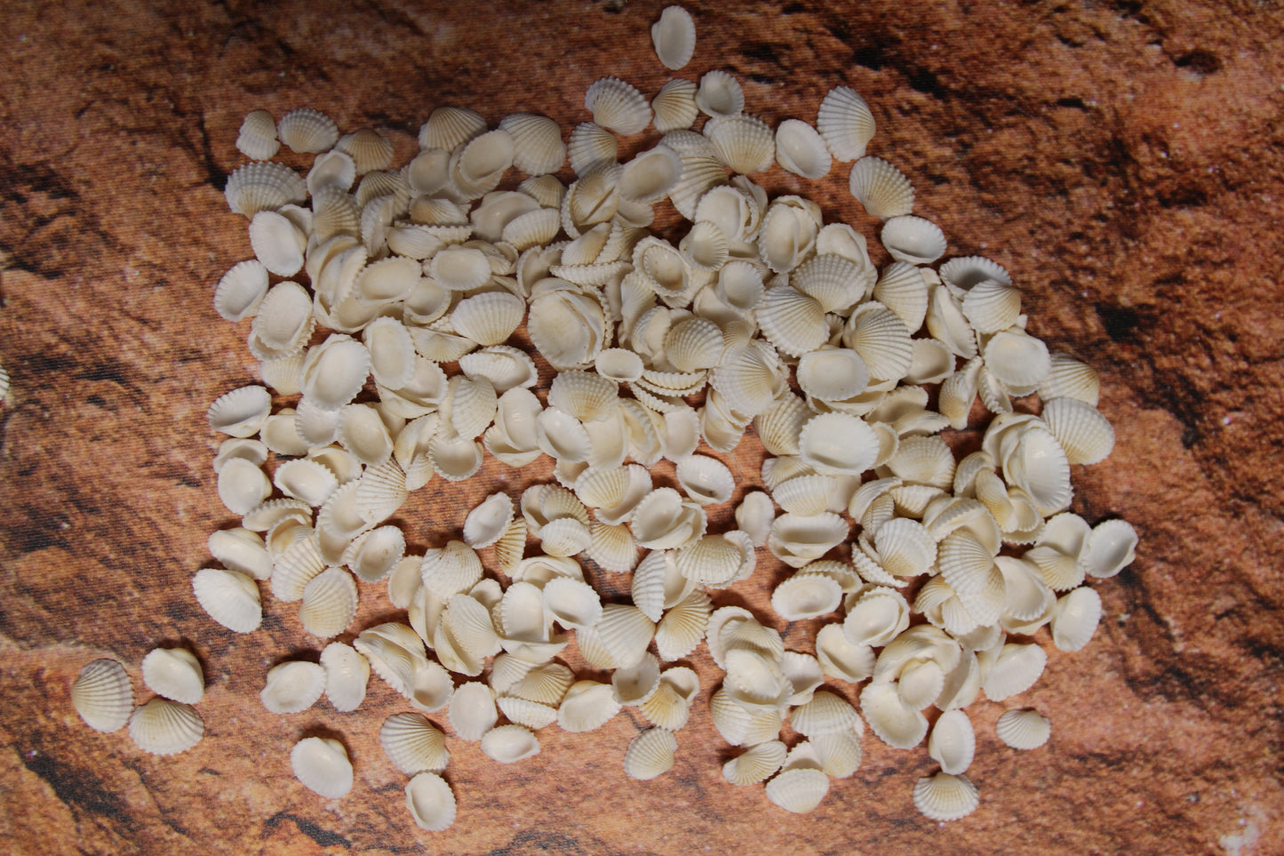 ANDARA ARKS, Small White Seashells, Florist Supplies, Beach Decor, Mosaic Crafts, Scrap Booking Supply, Sailors Valintines, SS-454