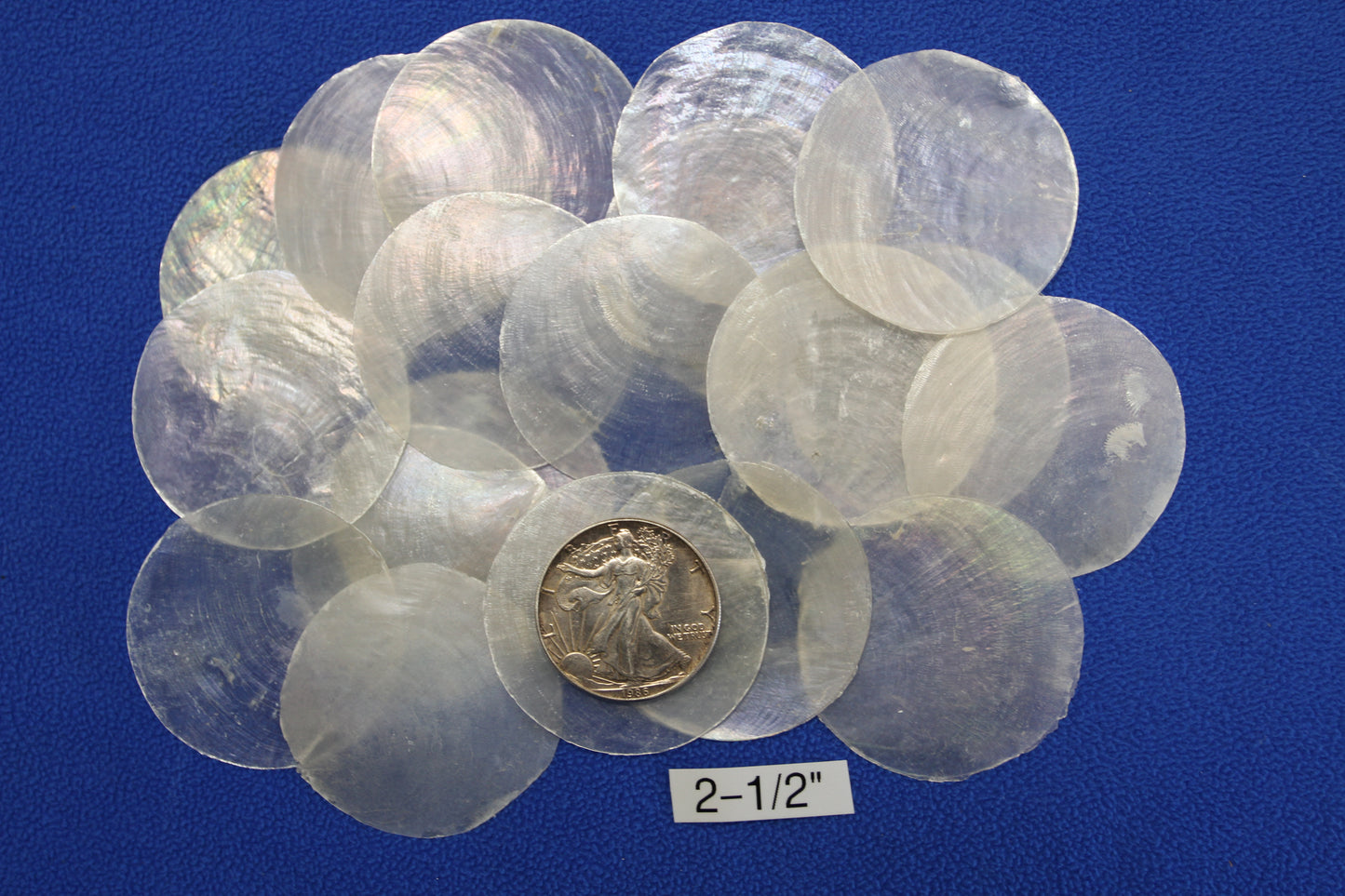 CAPIZ SEASHELLS, 2-1/2", Seaside Wedding Decor, Placement Cards, Floral Accents, Wedding Keepsakes, CS-95