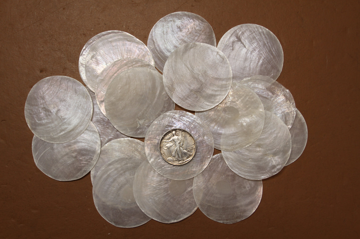 SEASHELLS, Capiz Seashell, Thick Cut Shells, Semi Translucent Seashells Sea Art Supply, Sun Catcher Supply, CS-90