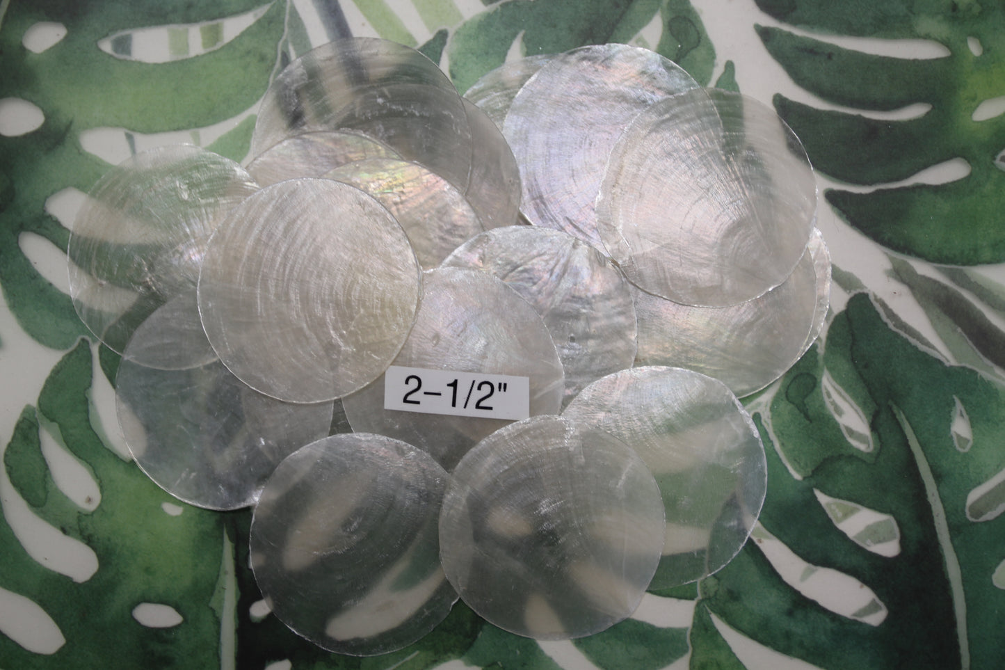 CAPIZ SEASHELLS, 2-1/2", Seaside Wedding Decor, Placement Cards, Floral Accents, Wedding Keepsakes, CS-95