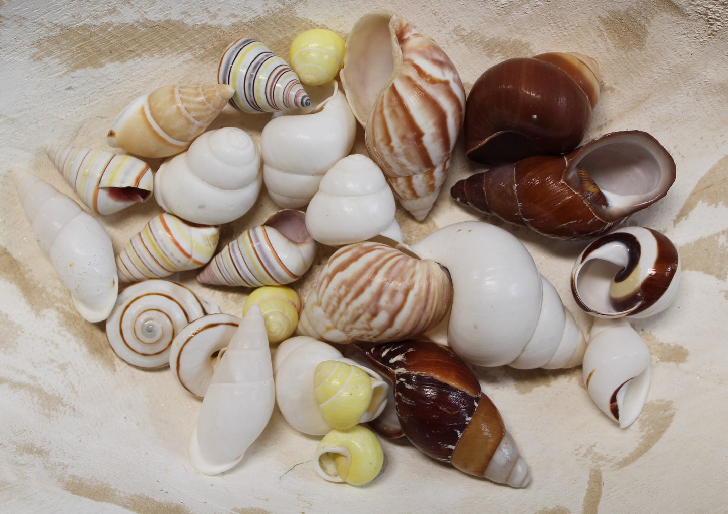 25 Land Snails, Assorted Snail Shells,Craft Supply,Beach Decor, Mosaics,Pour Resin Crafts,All Occasion Gifts,