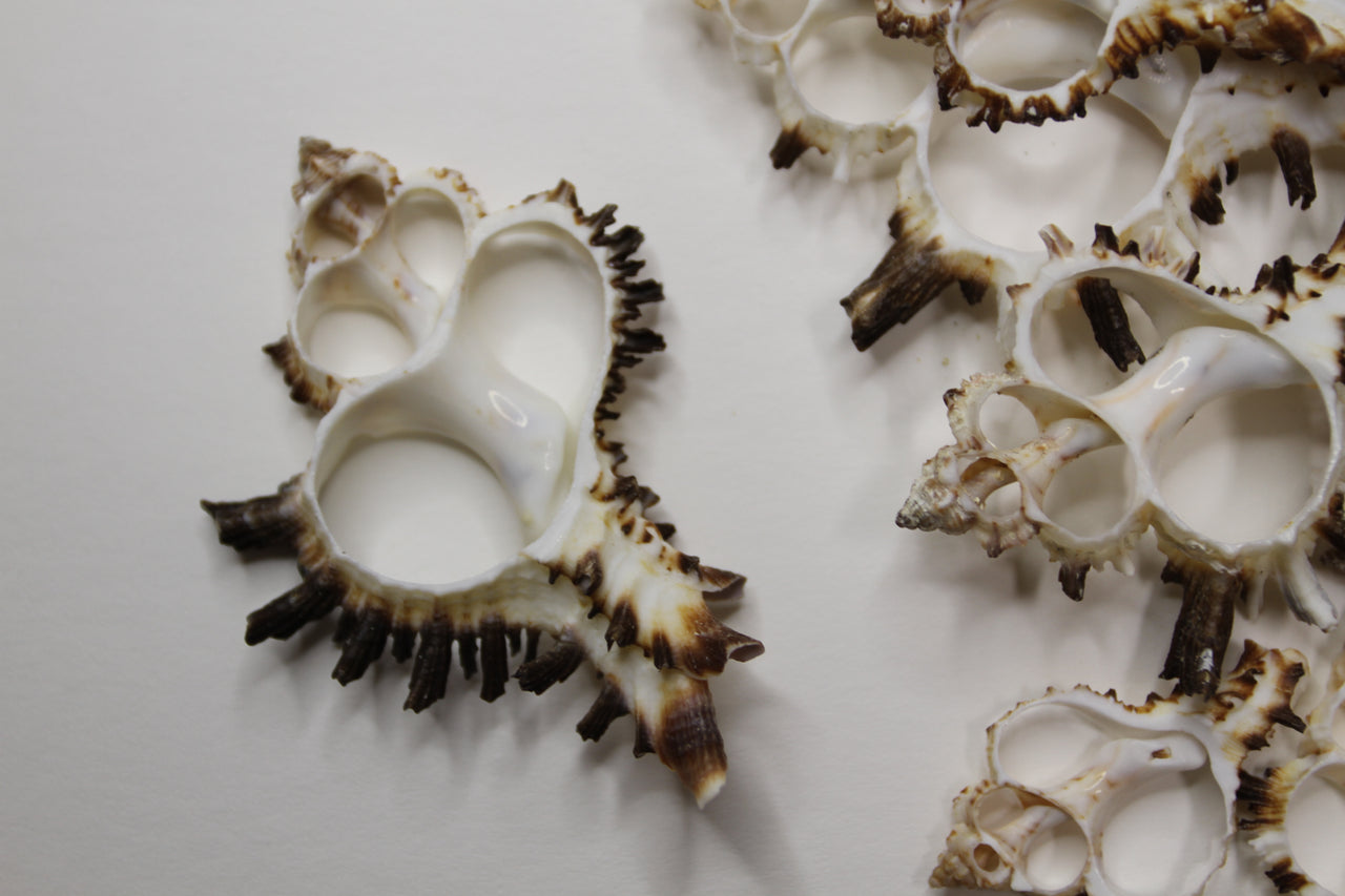 Murex Endiva Center cut seashells Great for so many different shell craft projects. Craft supplies, beach decor and more!
