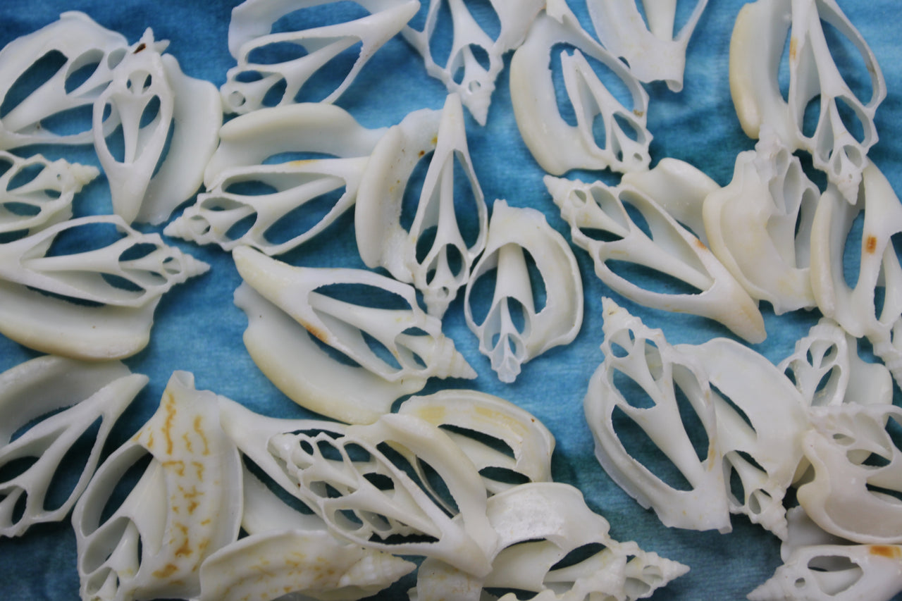 Strombus Variabilis~Center Cut/Sliced seashell. Great for all shell crafting projects, Coastal Beach Wedding Occasions and more! CS-37