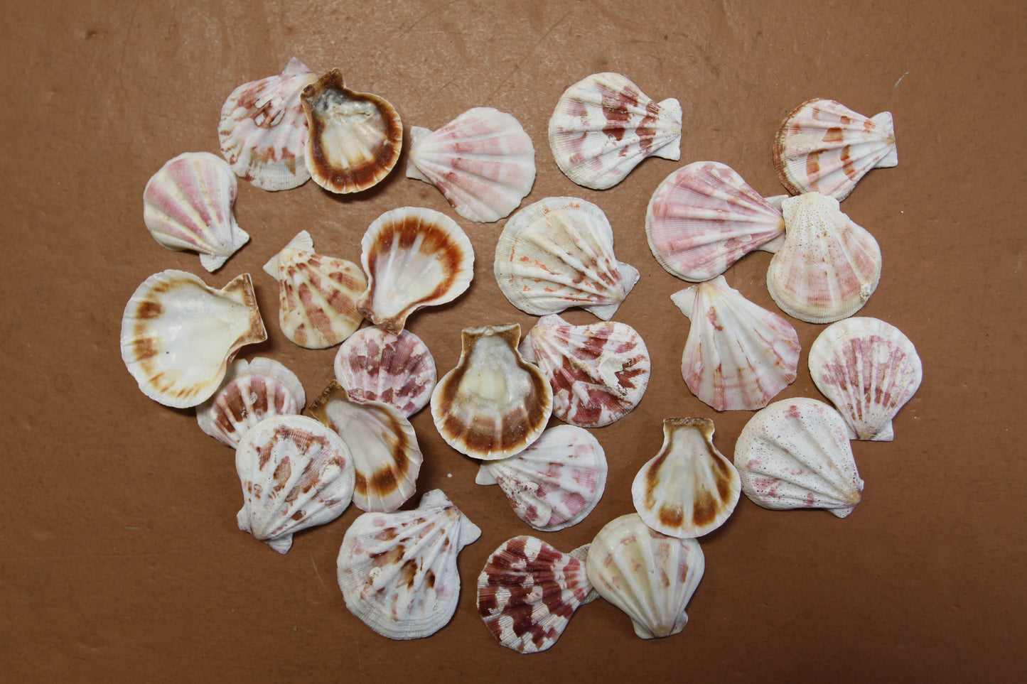 Pecten Plicate Seashells, Shell Craft Jewelry Seashells,, Beach Art, Seaside Wedding Supply, SS-488