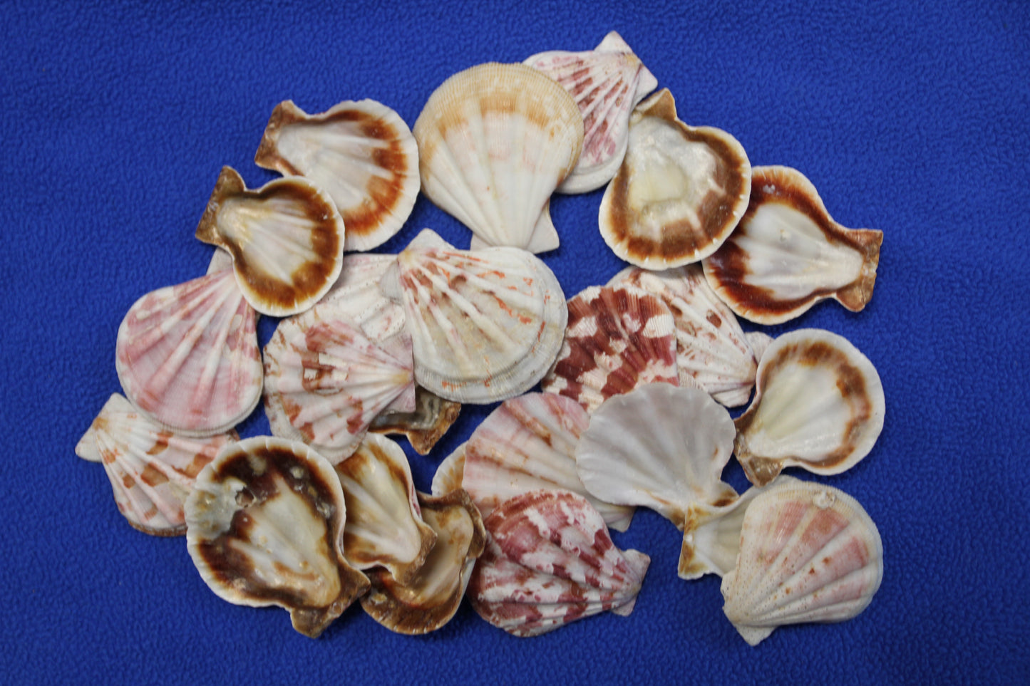 Pecten Plicate Seashells, Shell Craft Jewelry Seashells,, Beach Art, Seaside Wedding Supply, SS-488
