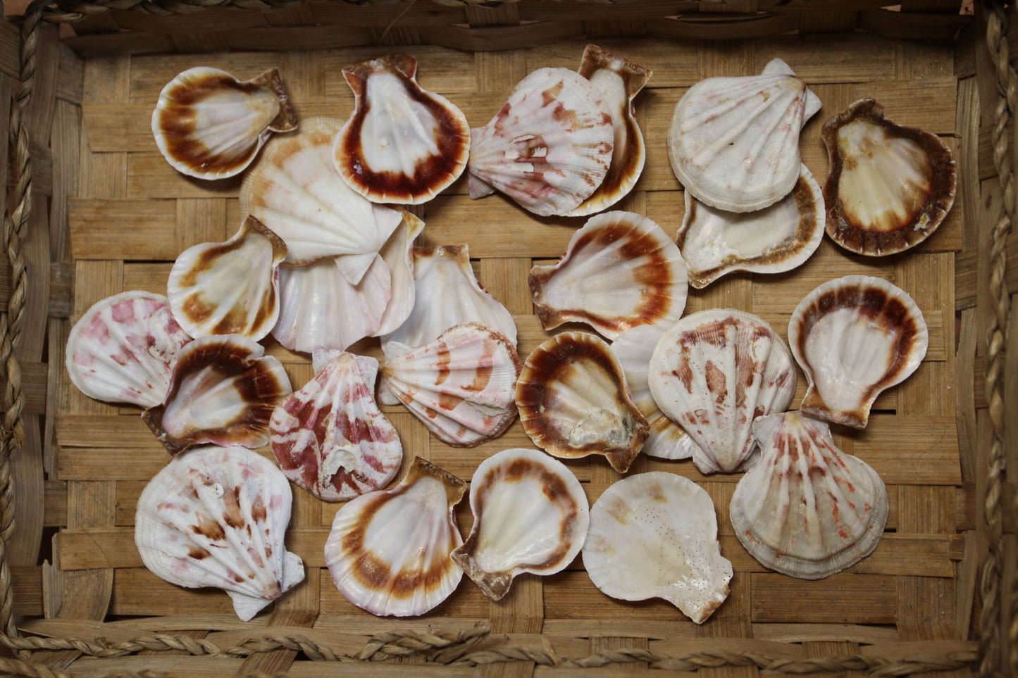 Pecten Plicate Seashells, Shell Craft Jewelry Seashells,, Beach Art, Seaside Wedding Supply, SS-488