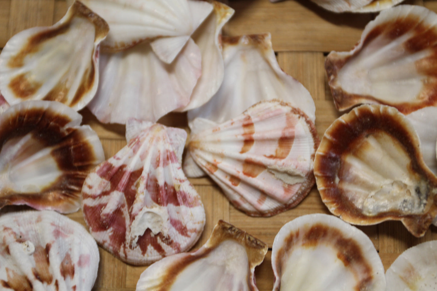 Pecten Plicate Seashells, Shell Craft Jewelry Seashells,, Beach Art, Seaside Wedding Supply, SS-488