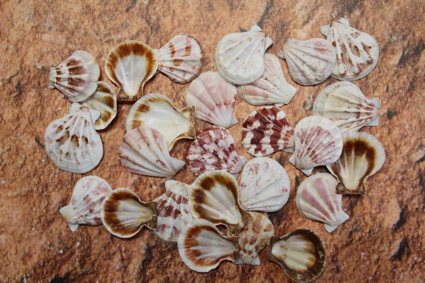 Pecten Plicate Seashells, Shell Craft Jewelry Seashells,, Beach Art, Seaside Wedding Supply, SS-488