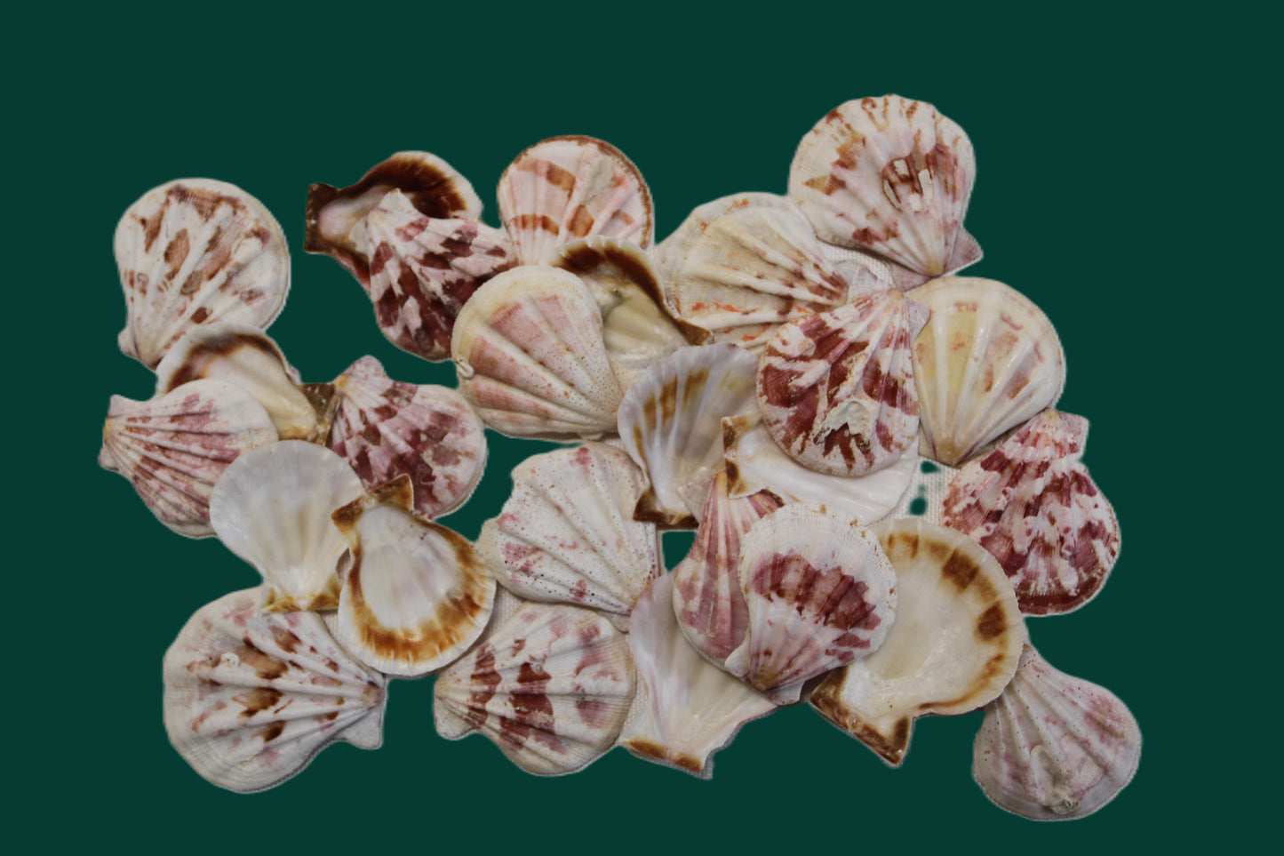 Pecten Plicate Seashells, Shell Craft Jewelry Seashells,, Beach Art, Seaside Wedding Supply, SS-488