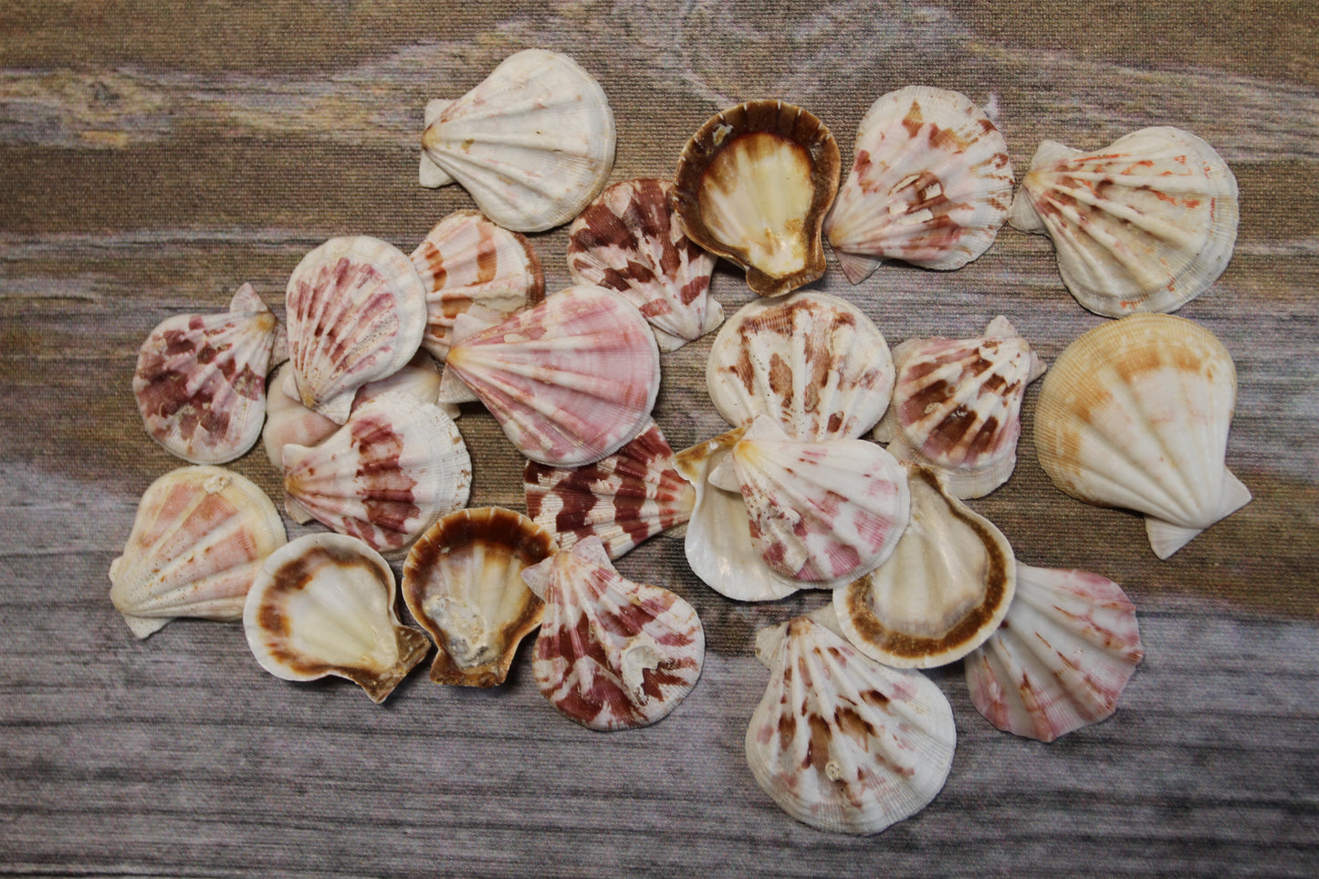 Pecten Plicate Seashells, Shell Craft Jewelry Seashells,, Beach Art, Seaside Wedding Supply, SS-488